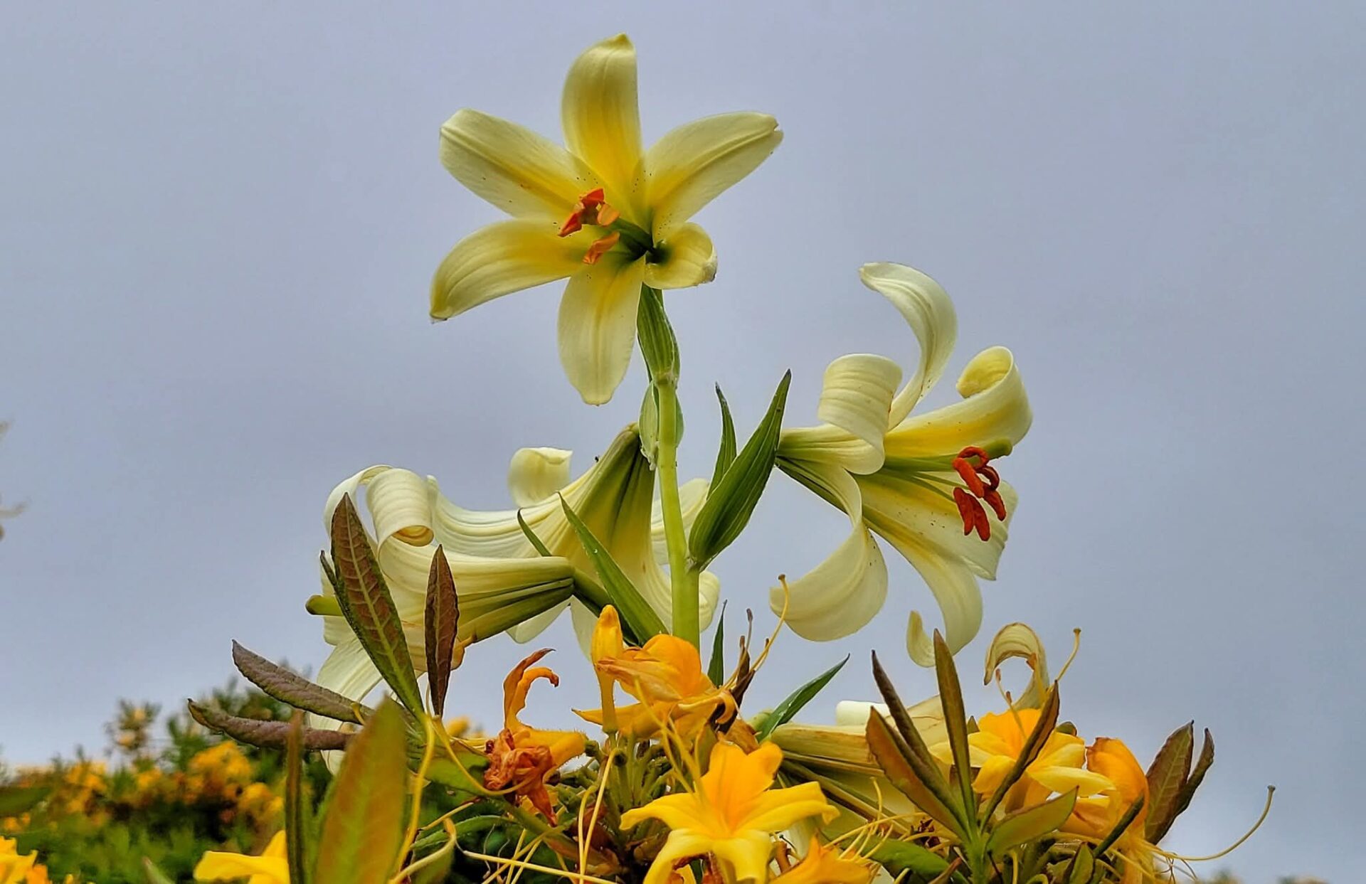 Argan Yaylası'nda açan Akkuş Zambakları