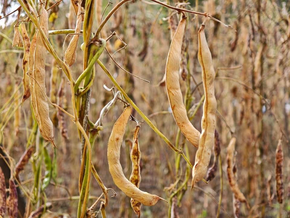 Akkuş Şeker Fasulyesi