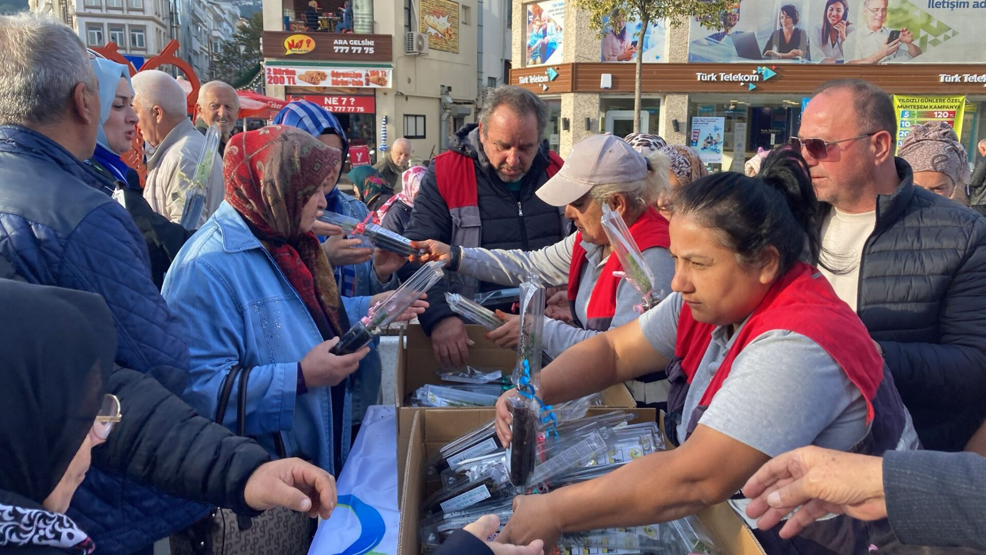 Ordu Büyükşehir Belediyesi tarafından lavanta ve atlas sediri fidan dağıtımı