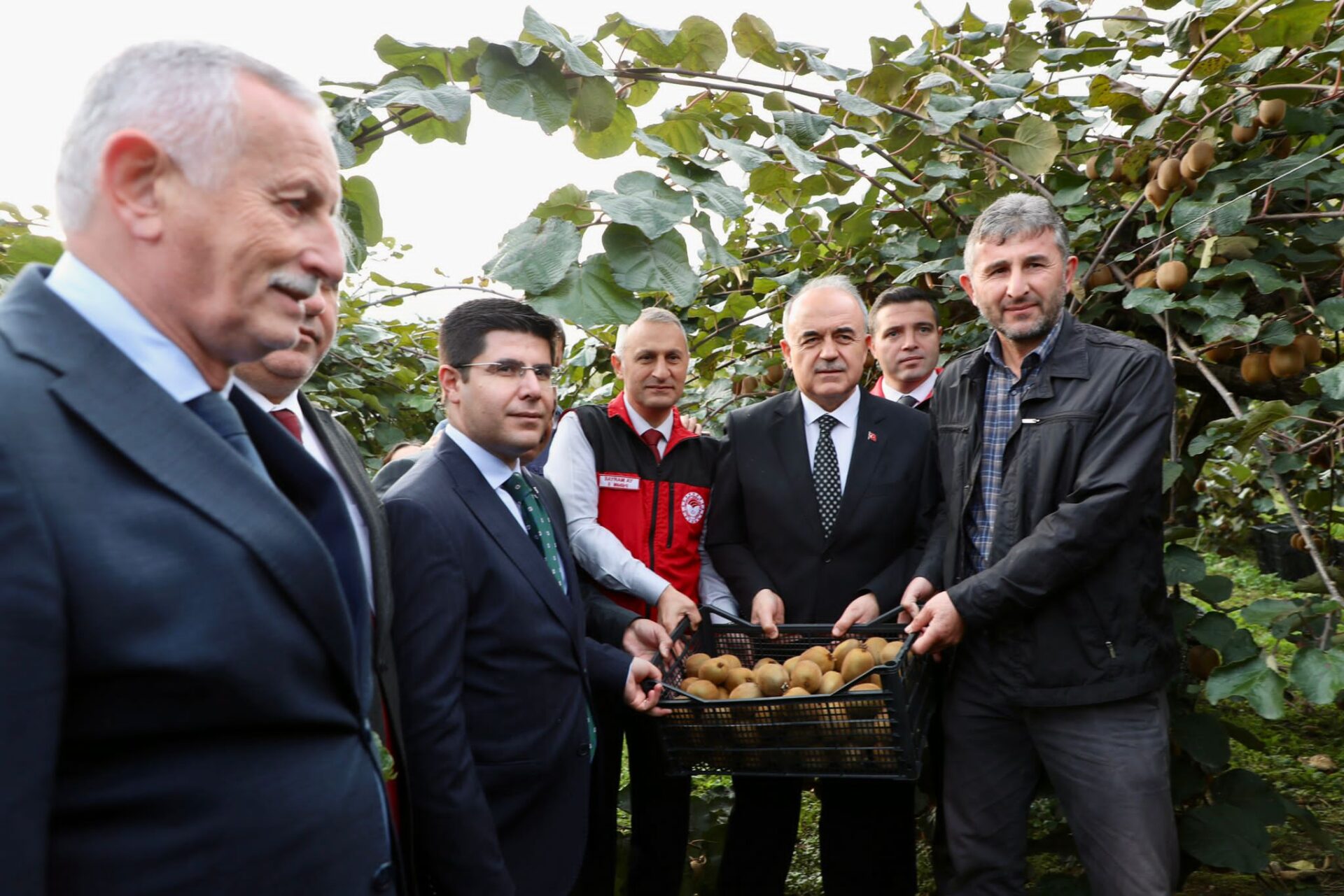 Ordu’da üreticilerin kivi hasadı yaptığı bahçeden görüntü.